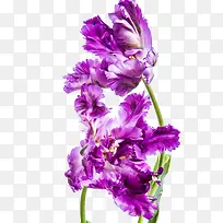 紫色盛开鲜花