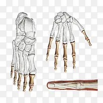 手绘骨骼结构图
