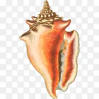 多样的手绘海螺壳-2