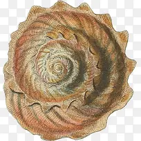 多样的手绘海螺壳-12