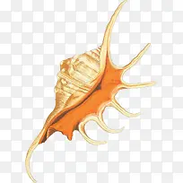 多样的手绘海螺壳-5