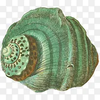 多样的手绘海螺壳-7