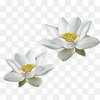 双对不同白色睡莲