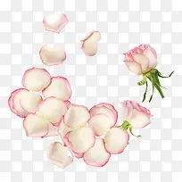 粉色盛开的玫瑰花