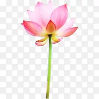 粉色荷花