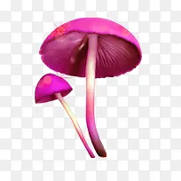 紫色漂亮蘑菇