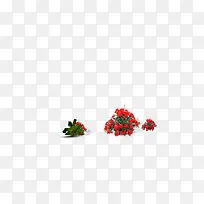 鲜花，花簇，红色，庭院