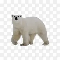 白色大熊