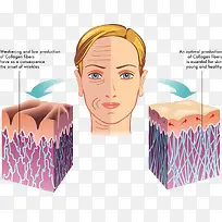 人物皮肤结构图