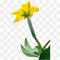 丝瓜上盛开的丝瓜花