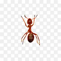 可怕的蚂蚁
