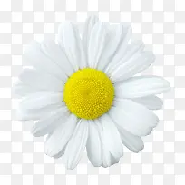 背景元素花朵海报背景白色花朵