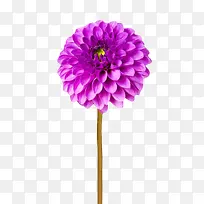 紫色植物卷起来的一朵大花实物