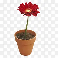 红色鲜艳的种在花盆的一朵大花实