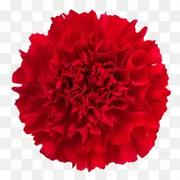 红色鲜艳的茂盛的一朵大花实物