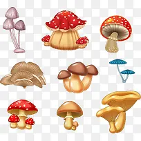 各种各样的蘑菇