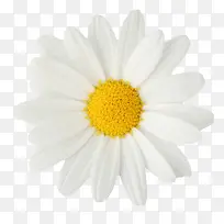 白色有观赏性盛开的葵类一朵大花