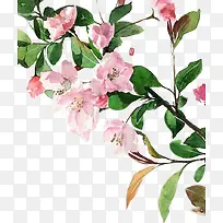 手绘粉色海棠