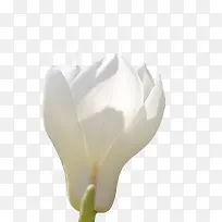 白色带香味明亮的玉兰花瓣实物