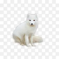 白色狐狸