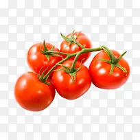 实物新鲜红色分支带藤樱桃番茄