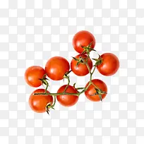 实物新鲜红色分支带藤樱桃番茄
