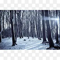 高清雪地森林创意摄影效果