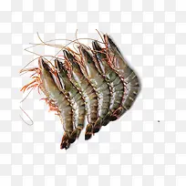 诱人斑节虾