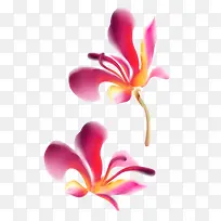 彩绘花卉图