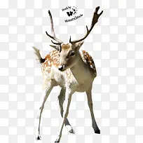 手绘动物图片动物素描 梅花鹿
