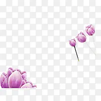 免抠素材之紫色郁金香