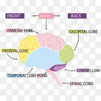 大脑结构信息图表