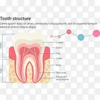 牙齿结构信息图表矢量素材