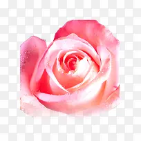 花朵玫瑰露珠唯美国色天香