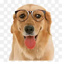 戴眼镜的小狗