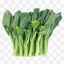 一把新鲜开花的广东菜心实物插图
