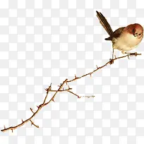 高清摄影冬天的树木小鸟