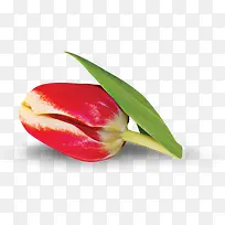 红色花蕾