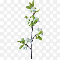 树枝白花免抠PNG图片素材