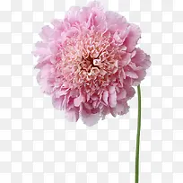 创意合成效果粉红色的海棠花