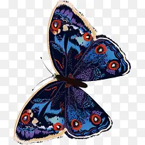 彩色手绘蝴蝶标本