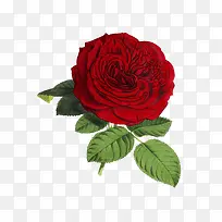 手绘红色玫瑰花装饰素材