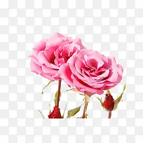 唯美粉色玫瑰