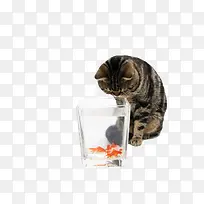 盯着金鱼的猫咪装饰PNG