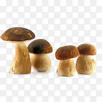 野蘑菇素材