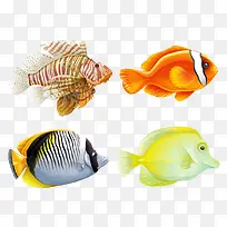 4条漂亮的鱼
