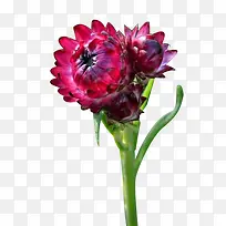 一株红蜡菊