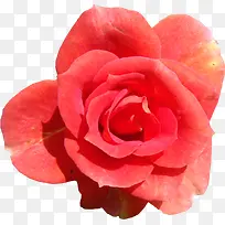 水粉色大朵玫瑰花