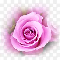 粉色玫瑰花情人节元素