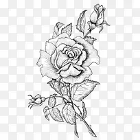 黑白素描盛开的玫瑰花